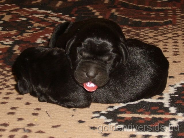 S6002777 kicsi.jpg - Labrador kiskutyk hrom naposan.